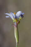 Nash's blue-eyed grass